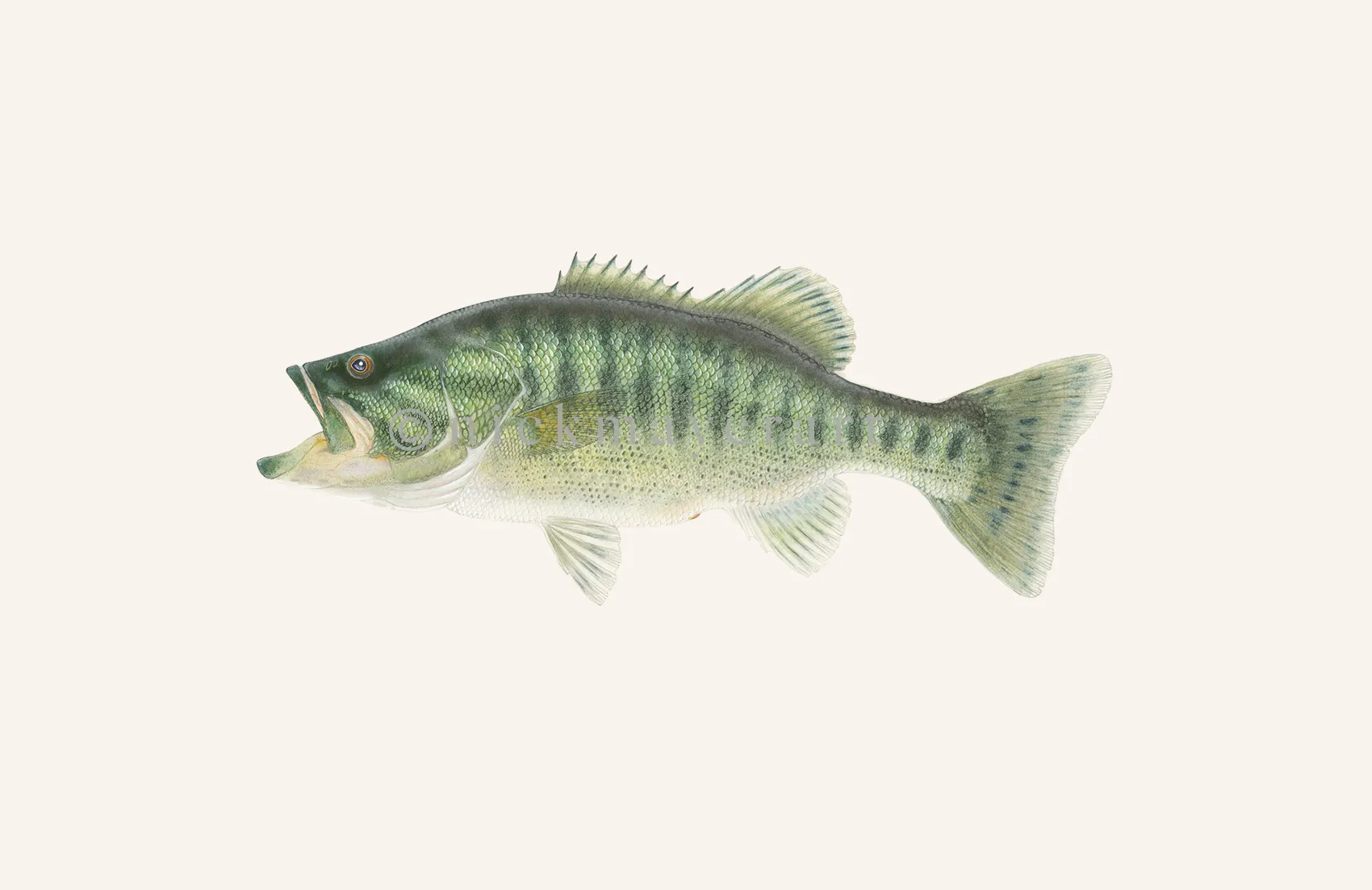 Guadalupe Bass Print